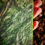 893g Raw Nephrite Jade Carving Slice (R14B720)