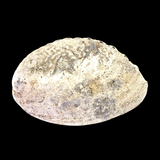 Natural NZ Paua Shells