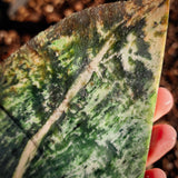 653g Raw Nephrite Jade Carving Slice (R14B718)