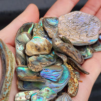 100g Tumbled New Zealand Paua / Abalone Shell Pieces B Grade