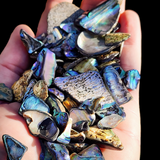 423g Tumbled Paua Pieces (S14B25)
