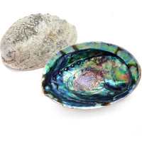 Natural NZ Paua Shells