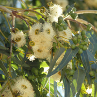 15ml Eucalyptus Fragrance Aroma Oil (1A11)