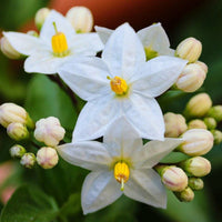 15ml Jasmine Fragrance Aroma Oil (1A13)