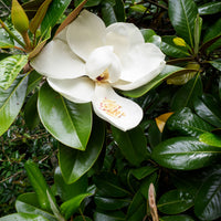 15ml Magnolia Fragrance Aroma Oil (1A15)