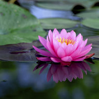 15ml Lotus Fragrance Aroma Oil (1A6)