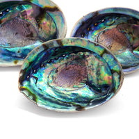 Natural NZ Paua Shells