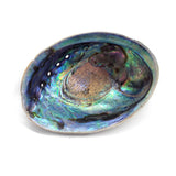 Natural NZ Paua Shells
