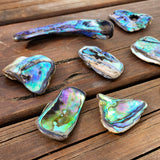 10X Polished New Zealand Paua / Abalone Shell Pieces