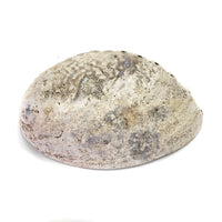 Natural NZ Paua Shells