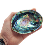Natural NZ Paua Shells